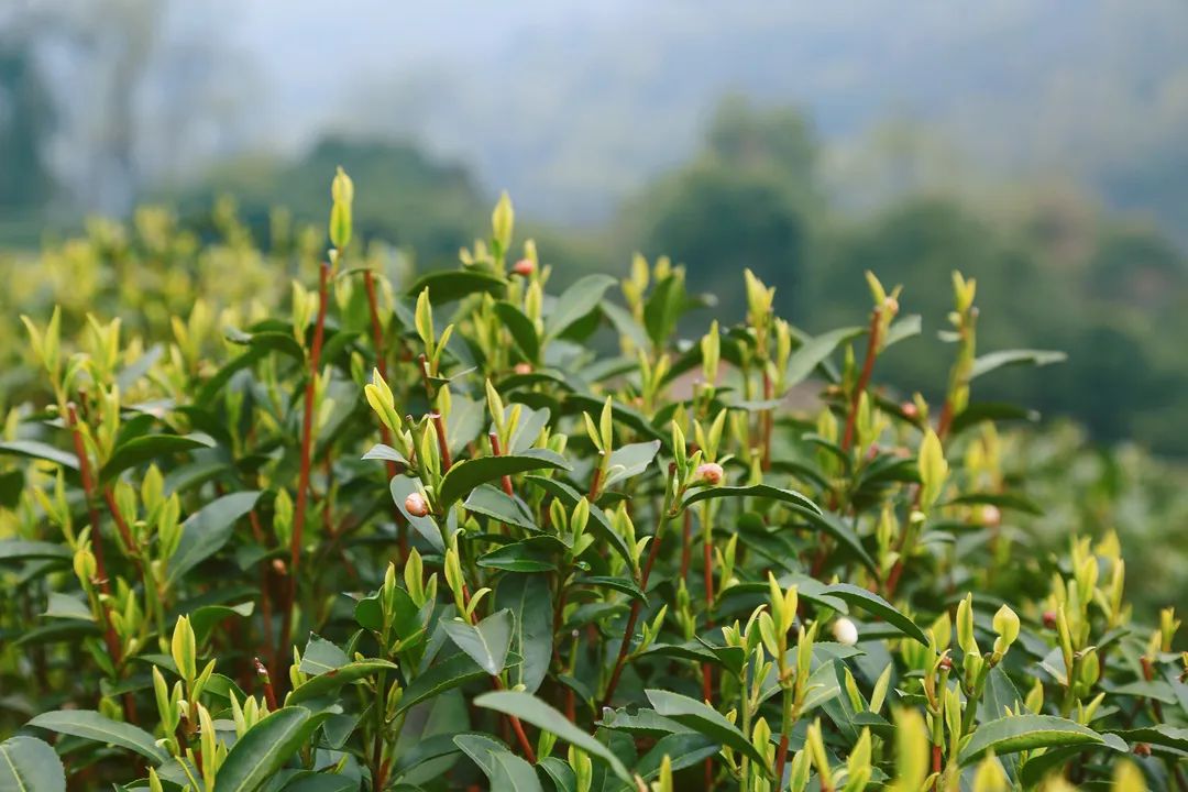 茶葉殺青采用超低氮蒸汽發(fā)生器，精準(zhǔn)控制烘干溫度及濕度！